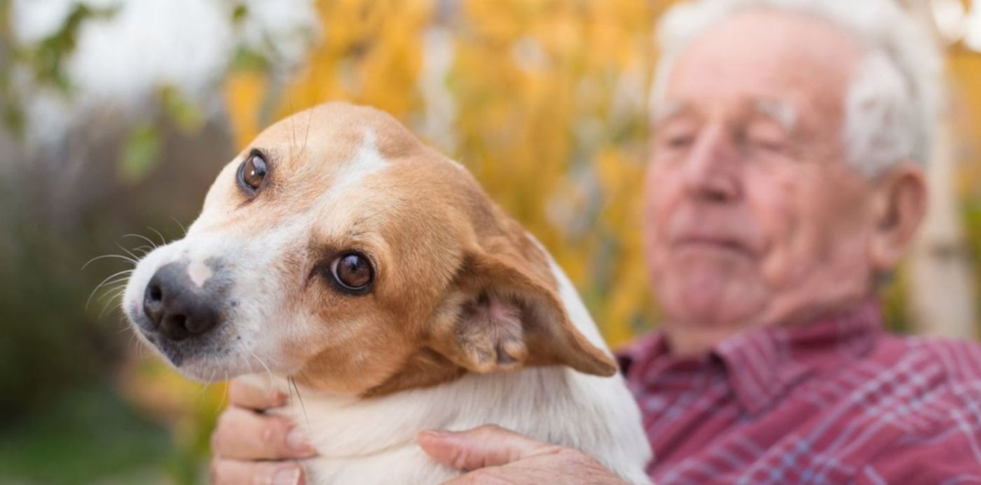 animales coronavirus