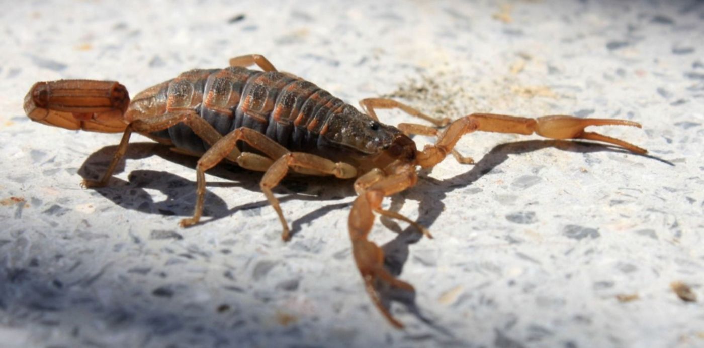 1542311021622.jpg?x=14&y=84&width=1471&height=736&rotate=0&scaleX=1&scaleY=1&ow=1500&oh=873&&cw=1920&ch=950