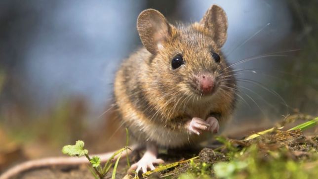 confirmaron un nuevo caso de hantavirus y ya hubo dos contagios en la plata