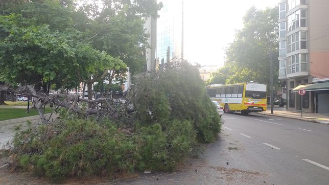 cayo un enorme gajo de un arbol en plaza italia y complico el transito en pleno centro