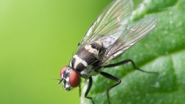 los siete trucos para eliminar las moscas de tu casa para siempre