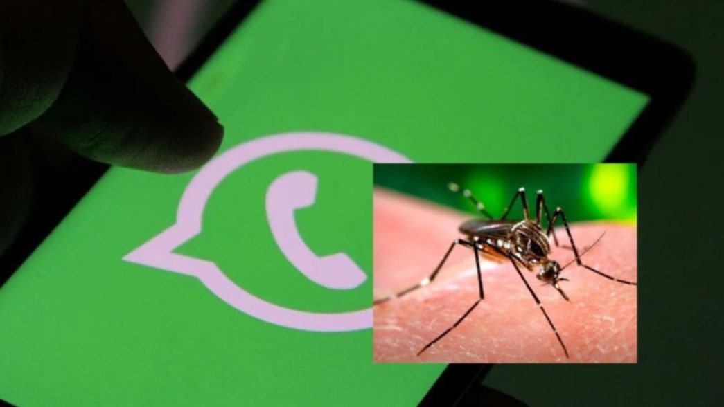 La Plata: pánico por un audio sobre el dengue que se hizo viral por WhatsApp y es falso