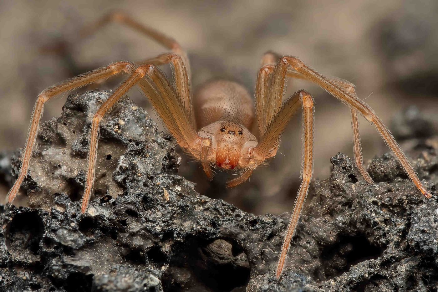 La araña violinista es otra de las especies venenosas que pueden encontrarse en la región