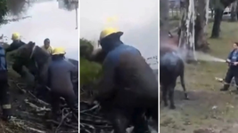 el emotivo video del rescate de una yegua que habia caido a un canal en ensenada