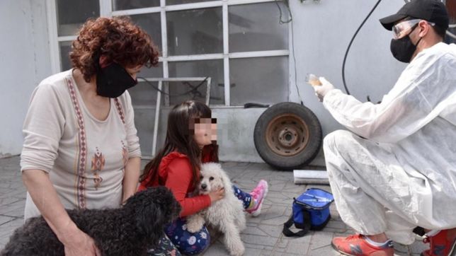 testearon a 80 mascotas en la plata para saber si se contagian con covid-19