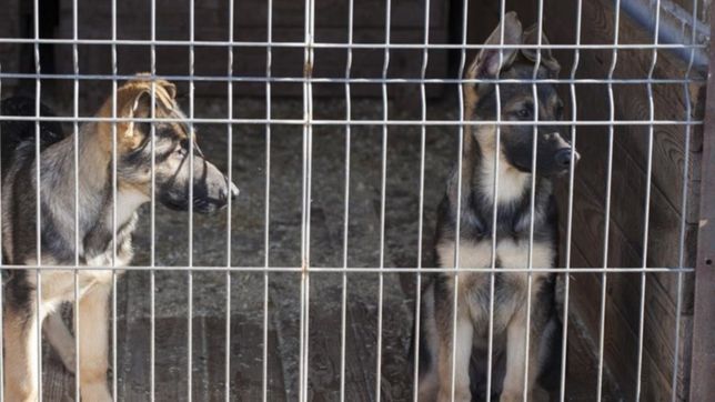 presentaron un proyecto para que no se exhiban mas las mascotas en las vidrieras