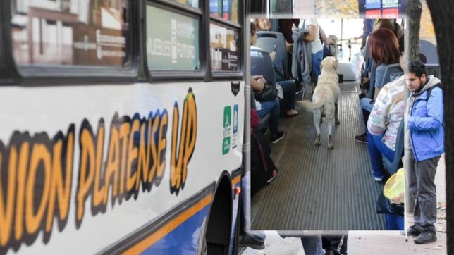 sigue la campana para encontrar a nene, el perro que viajo solo en micro por la ciudad