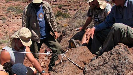 Un investigador formado en la UNLP participó del descubrimiento de un dinosaurio