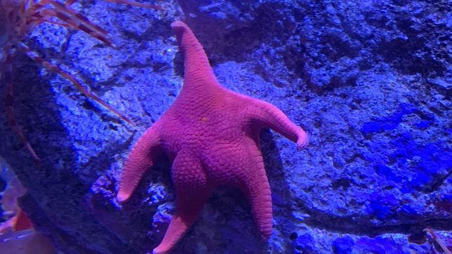 la explicacion de los expertos del conicet sobre los gluteos de la estrella de mar que revoluciono las redes sociales