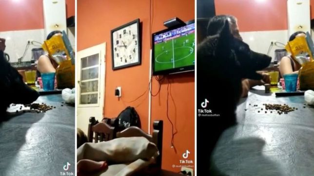 video: un perro fanatico de gimnasia mira los partidos comiendo picadas