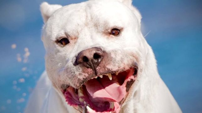 ¿que cuidados hay que tener con las razas de perros potencialmente peligrosas?