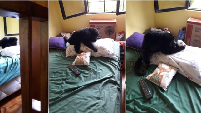 reaparecio el mono de la plata: entro a una casa y lo encontraron jugando con pares de medias