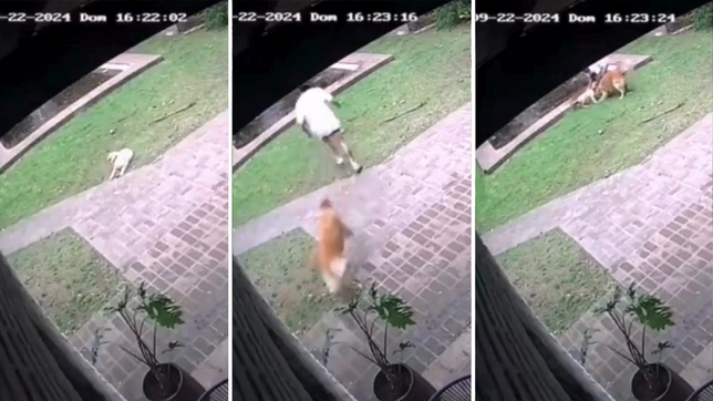 video: el cantante de cruzando el charco salvo a su perro de morir ahogado