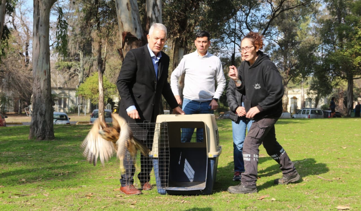 Julio Alak liberación de un gavilán mixto.png