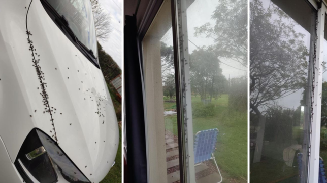 nos comen las moscas: asi se vive en un barrio de la plata invadido por los insectos