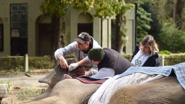 acostada y tapada con mantas: asi se encuentra pelusa, la elefanta de la plata
