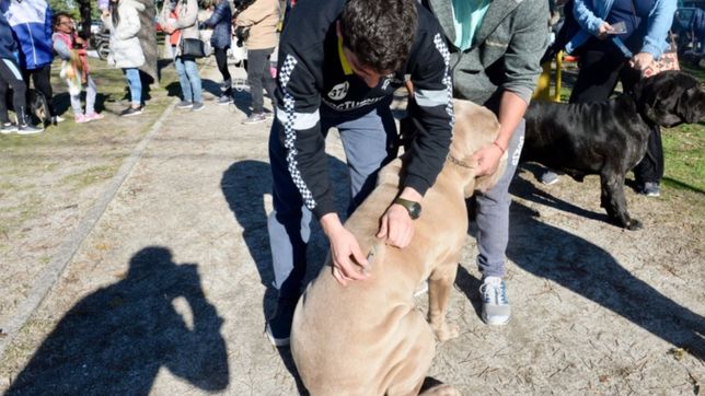 volvieron las jornadas de atencion y vacunacion de mascotas en la plata