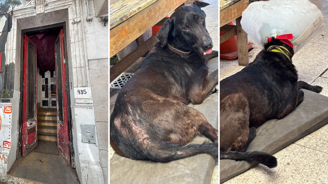 rescataron un perro abandonado en una casa que pertenece al ministerio de salud