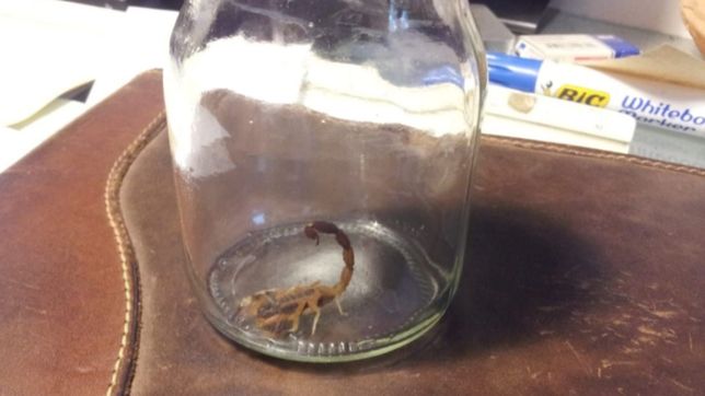 encontraron cinco escorpiones peligrosos en la plata