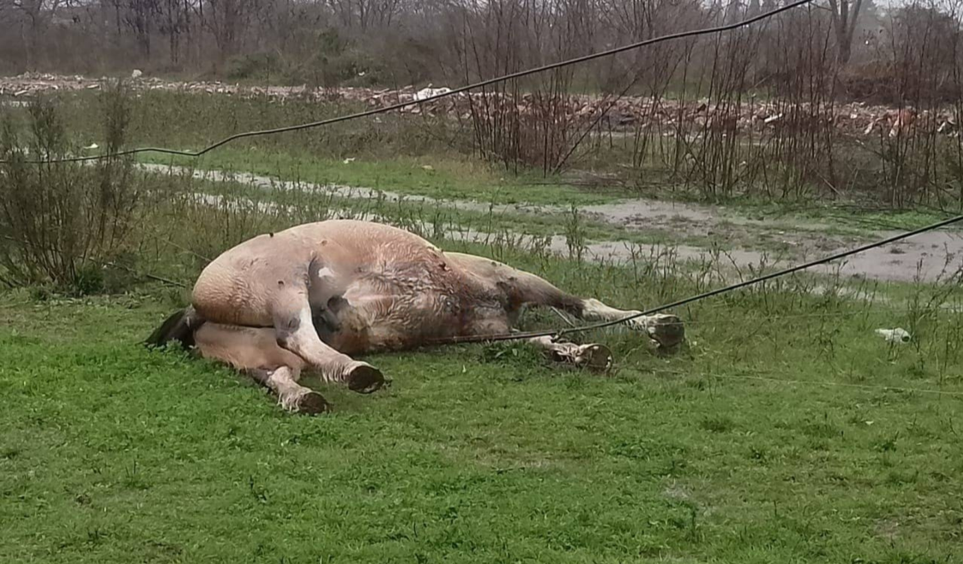 Caballo muerto en La Plata