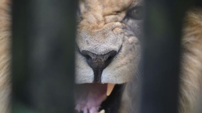 se despiden melena y mansa: este martes se llevan a estados unidos a los leones del zoo