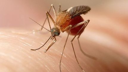 Confirmaron tres nuevos casos de dengue en La Plata y crece la preocupación