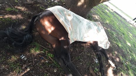 Un adolescente se cayó de un caballo, se golpeó la cabeza y fue internado de urgencia