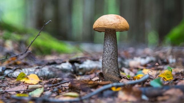 0221.com.ar | hongos