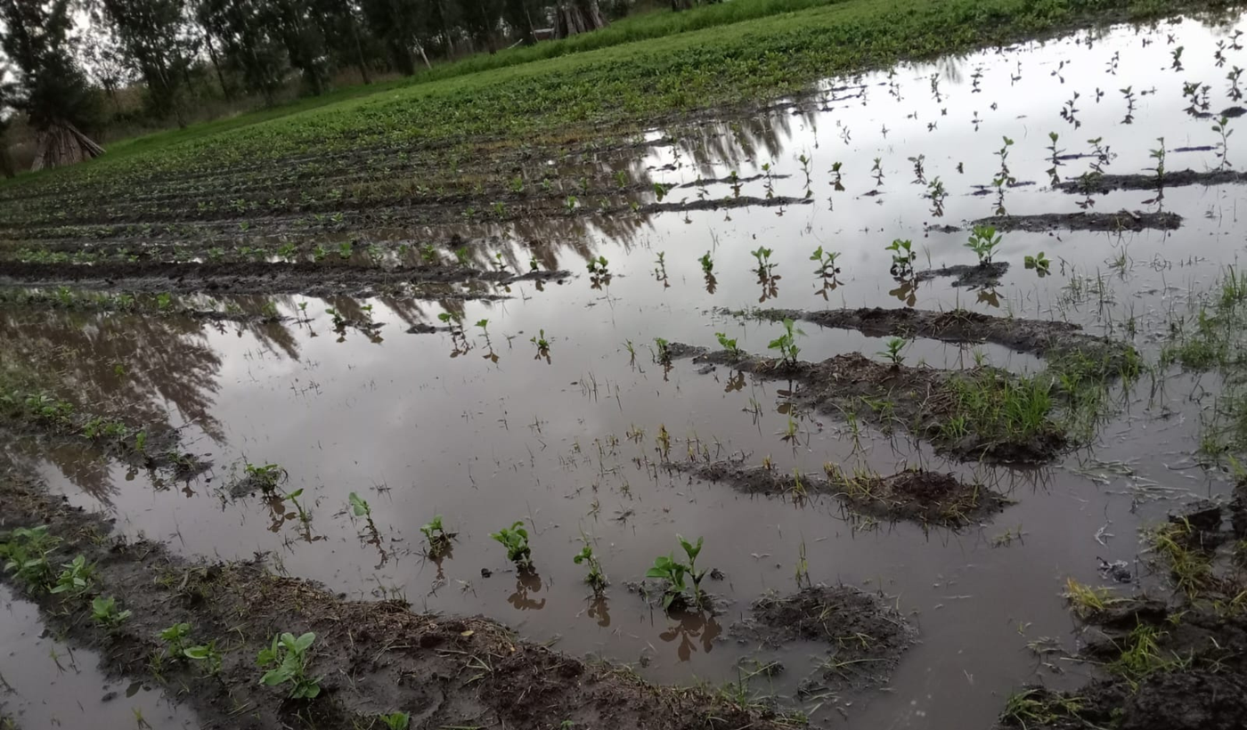 La tormenta y los más de 200 ml que cayeron en varias zonas de La Plata afectaron la producción frutihortícola de la región