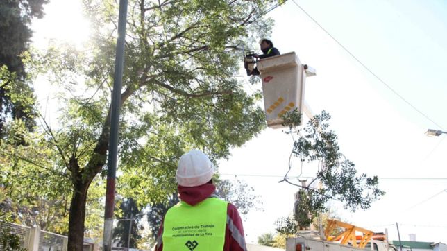 la municipalidad ya podo 14 mil arboles en la ciudad: ¿como hay que hacer el tramite?