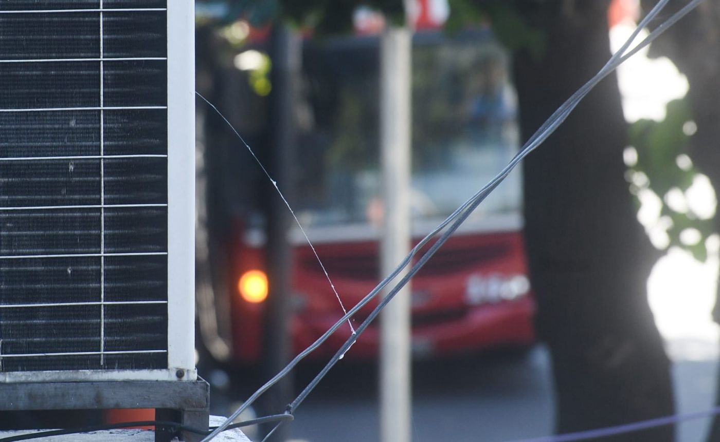 Baba del diablo (telarañas) - La Plata (4).jpeg