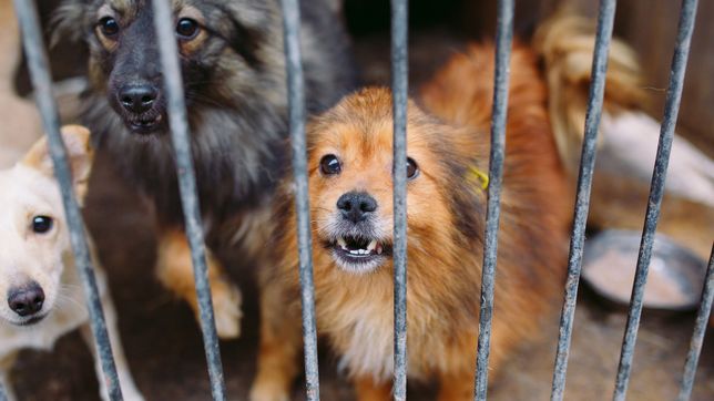 ¿cual es la primera denuncia por maltrato animal que ingreso en la fiscalia especializada de la plata?