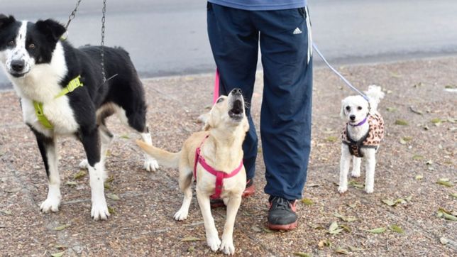 amplian las jornadas de vacunacion gratuita de perros y gatos a tres barrios de la plata