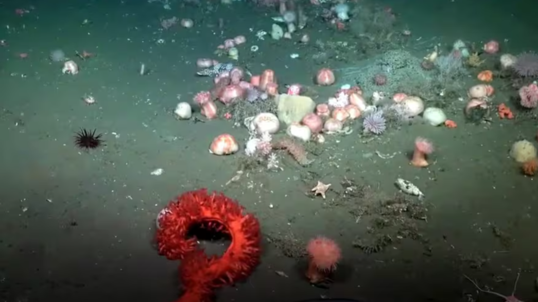 Las sorprendentes criaturas  halladas por científicos de la UNLP en el Mar Argentino