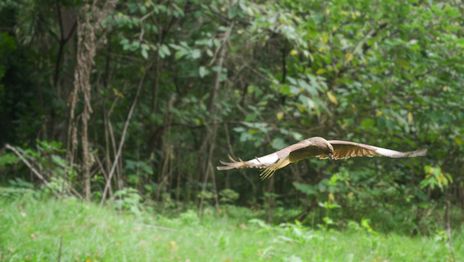 Liberaron con éxito del Bioparque de La Plata a tres aves rapaces autóctonas Liberaron con éxito del Bioparque de La Plata a tres aves rapaces autóctonas