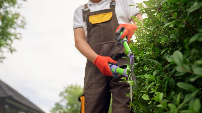 un jardinero de la plata cayo con casi dos kilos de marihuana en su mochila