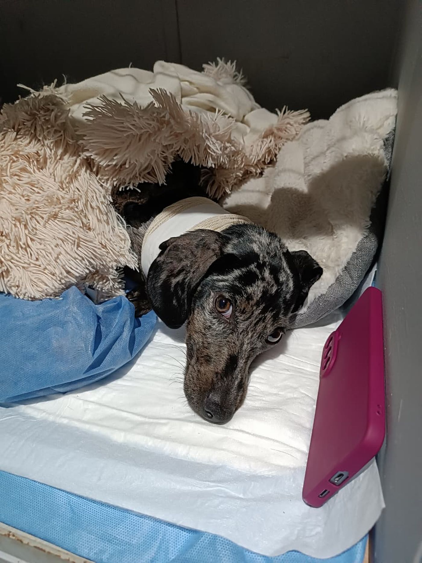 Uno de los perros recibió un tratamiento cardíaco mínimamente invasivo para mejorar su calidad de vida