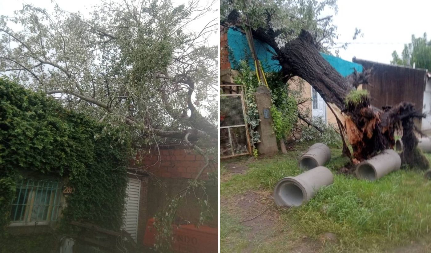 Árbol caído en Los Hornos.jpg