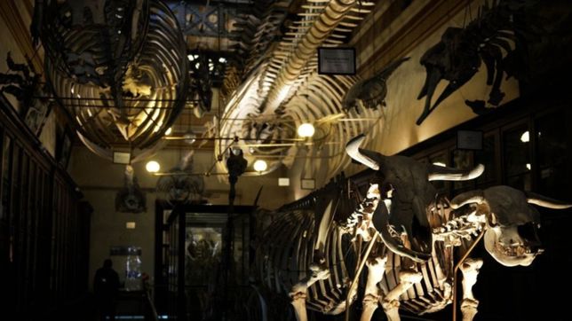 museos a la luz de la luna: llego el gran dia y te contamos todo lo que podes visitar