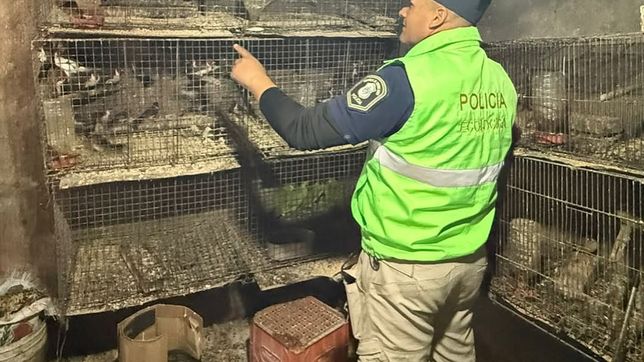 asi era la casa de la plata donde rescataron mas de 300 monos, aves protegidas y tortugas