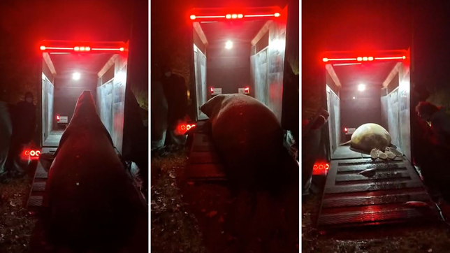 lograron trasladar al elefante marino perdido en ensenada para liberarlo