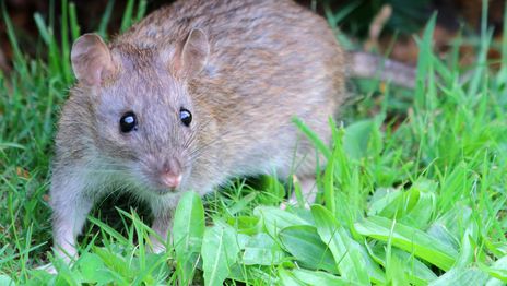 Confirman la muerte por leptospirosis de un obrero de la construcción en la región Confirman la muerte por leptospirosis de un obrero de la construcción en la región