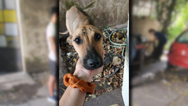 rescataron a una perra lastimada y desnutrida y a dos gatos heridos en la plata rescataron a una perra lastimada y desnutrida y a dos gatos heridos en la plata