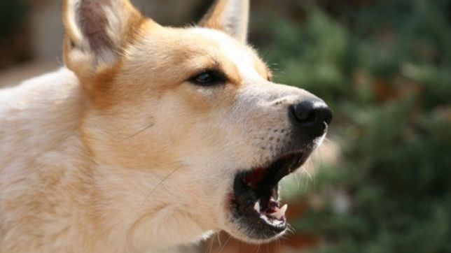 los ladridos de un perro frustraron un robo y el dueno de la casa logro atrapar al ladron