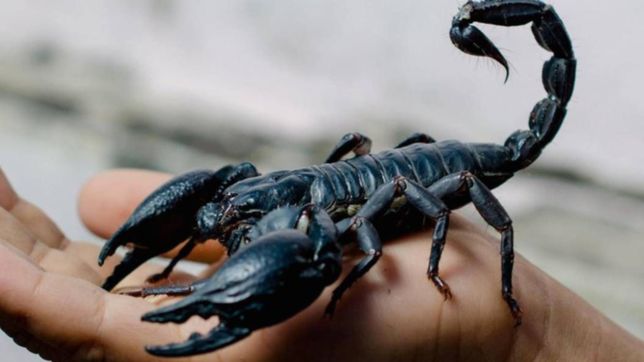 presentaron en la plata un sistema que detecta escorpiones: los filman y suena una alarma