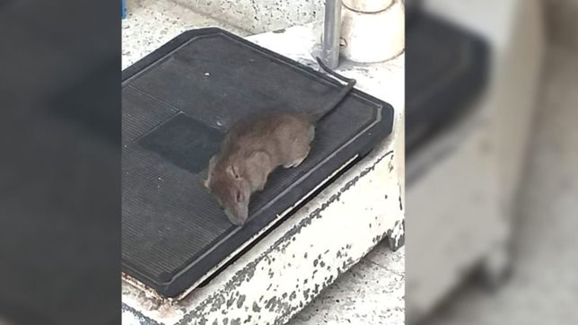 aparecio una rata gigante muerta sobre una balanza en el hospital de ninos