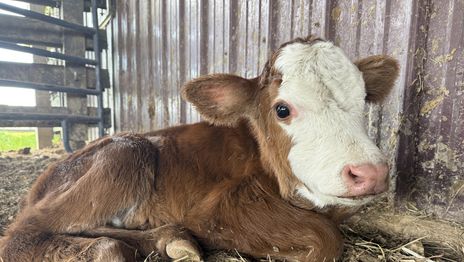 Anulan la condena al peón rural sentenciado en La Plata por criar un ternero perdido y ordenan un nuevo juicio Anulan la condena al peón rural sentenciado en La Plata por criar un ternero perdido y ordenan un nuevo juicio