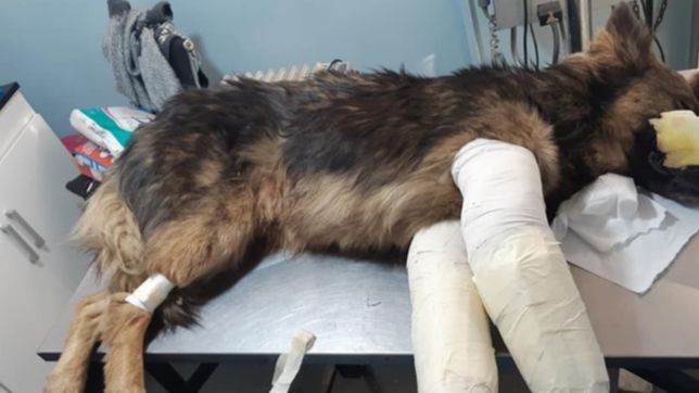 atropellaron a un perro en la plata y lo dejaron abandonado al borde de la muerte