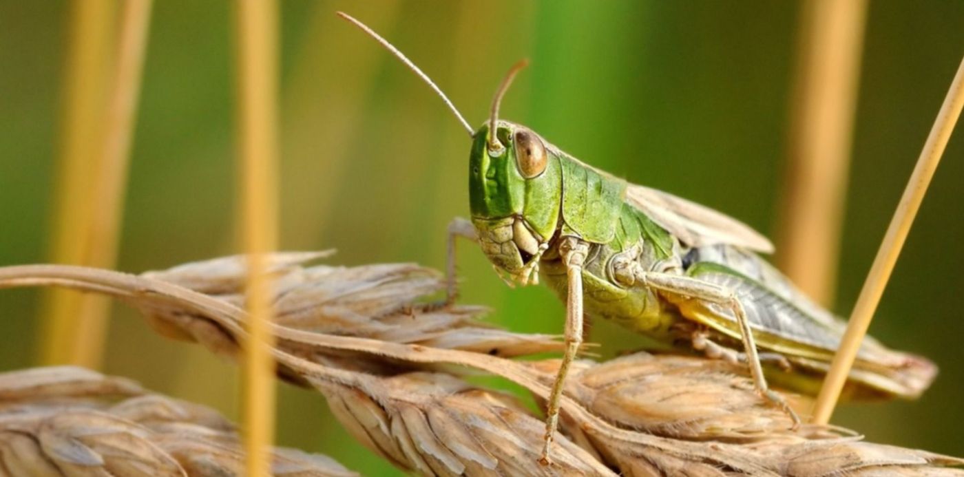 1553551172221.jpg?height=742&rotate=0&scaleX=1&scaleY=1&ow=1500&x=10&y=90&width=1483&oh=999&&cw=1920&ch=950