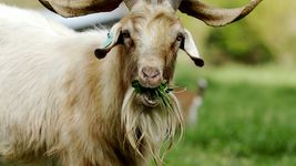 la unlp desarrolla alimentos para ganado a partir de residuos agroindustriales la unlp desarrolla alimentos para ganado a partir de residuos agroindustriales